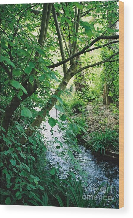 Photography Wood Print featuring the photograph Monet's Garden Stream by Nadine Rippelmeyer