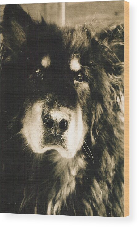 Dogs Wood Print featuring the photograph Moose Portrait by Sandra Dalton