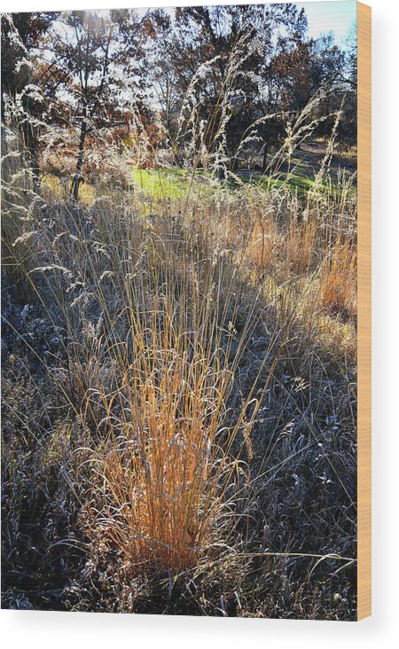 Glacial Park Wood Print featuring the photograph Morning Sun Backlights Fall Grasses in Glacial Park by Ray Mathis