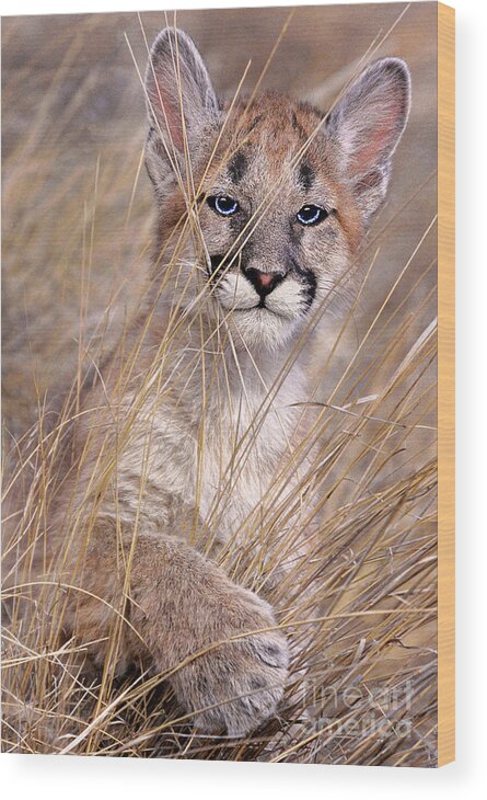 Dave Welling Wood Print featuring the photograph Mountain Lion Cub Felis Concolor Captive Central Montana by Dave Welling