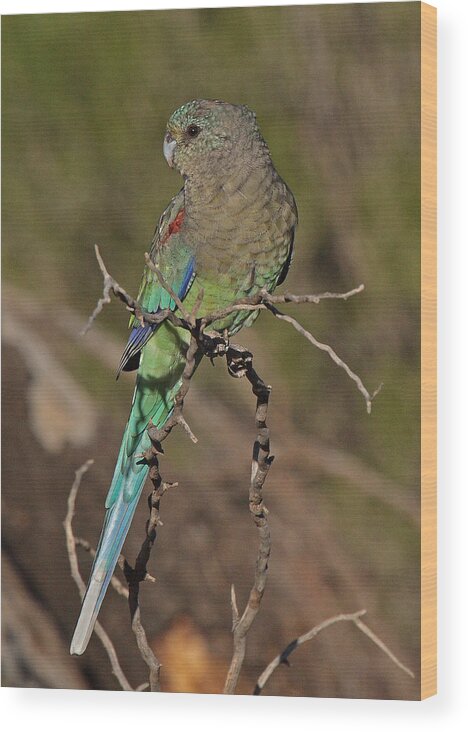 Parrot Wood Print featuring the photograph Mulga Parrot female by Tony Brown
