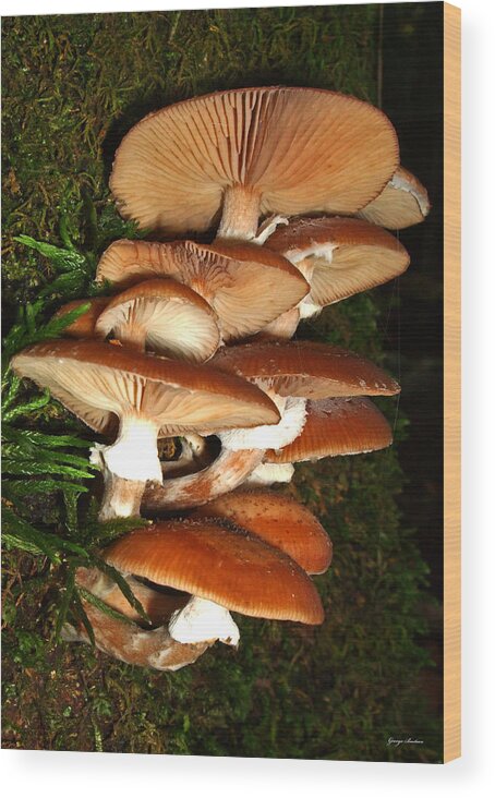Macro Wood Print featuring the photograph Mushrooms 015 by George Bostian