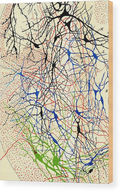 History Wood Print featuring the photograph Nerve Cells Santiago Ramon y Cajal by Science Source