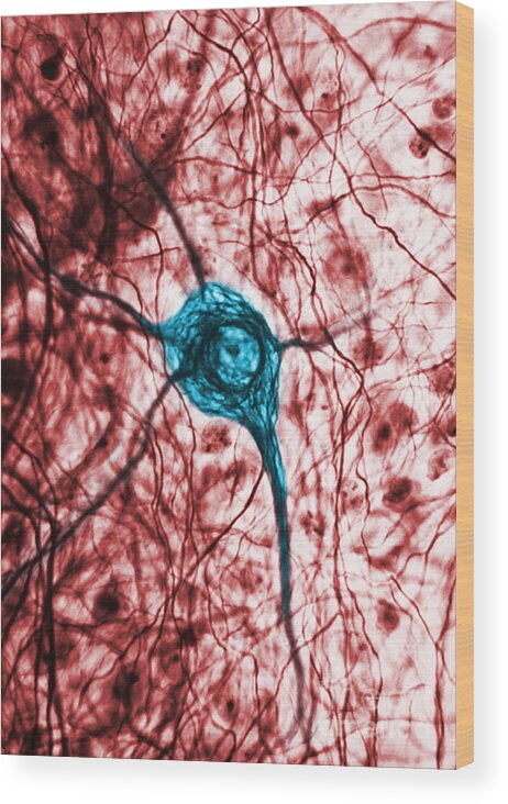 Cell Wood Print featuring the photograph Neuron, Tem by Science Source
