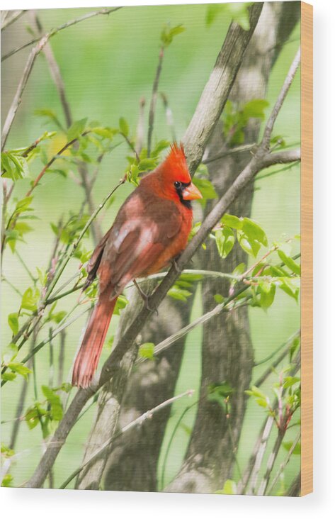 Northern Cardinal Wood Print featuring the photograph Northern Cardinal   by Holden The Moment