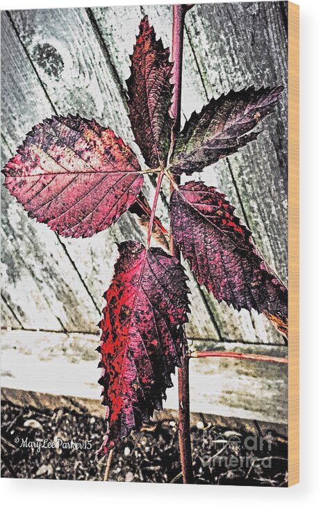 Photograph Wood Print featuring the photograph Old And Faded by MaryLee Parker