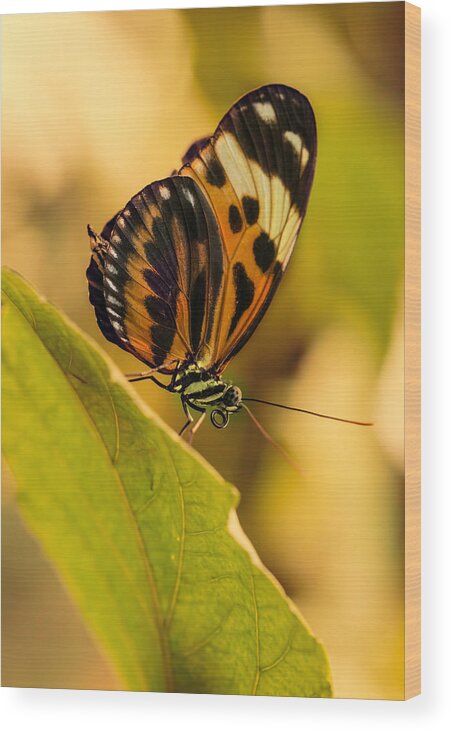 Butterfly Wood Print featuring the photograph Orange and black butterfly on the green leaf by Jaroslaw Blaminsky