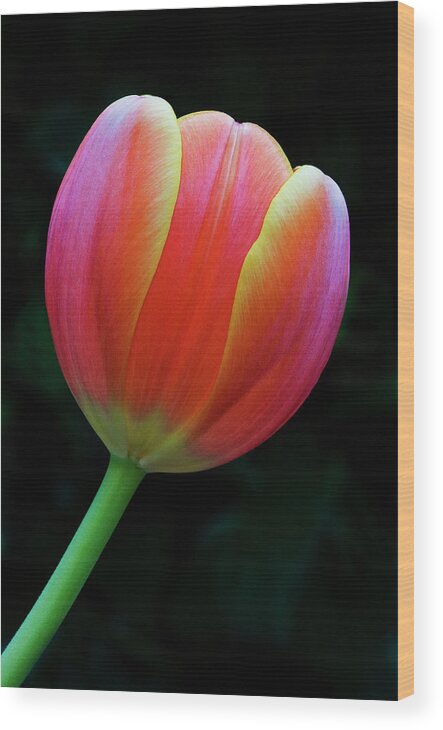 Tulip Wood Print featuring the photograph Orange Tulip by Windy Osborn