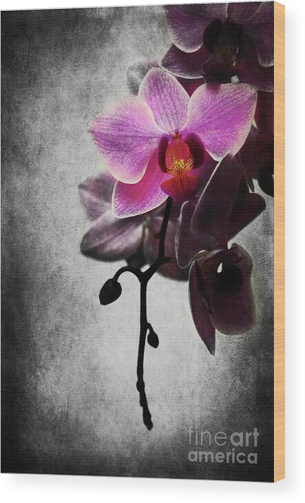 Orchid Wood Print featuring the photograph orchid IV by Hannes Cmarits