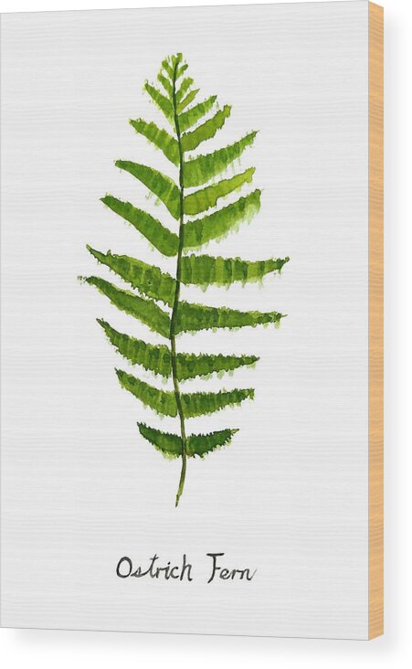 Watercolor Painting Wood Print featuring the painting Ostrich Fern by Color Color