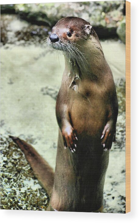 Otter Wood Print featuring the photograph Otterly Gorgeous Audrey by Kristin Elmquist