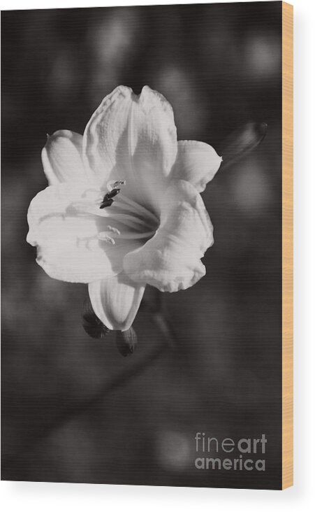 Bloom Wood Print featuring the photograph Out of Darkness Into Light - wbw by Linda Shafer