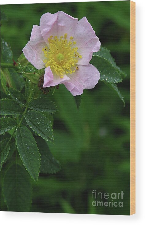 Flower Wood Print featuring the photograph Pale Pink and Wild by Deborah Johnson