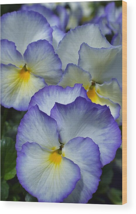 Pansies Wood Print featuring the photograph Pansies by Jimmy Chuck Smith