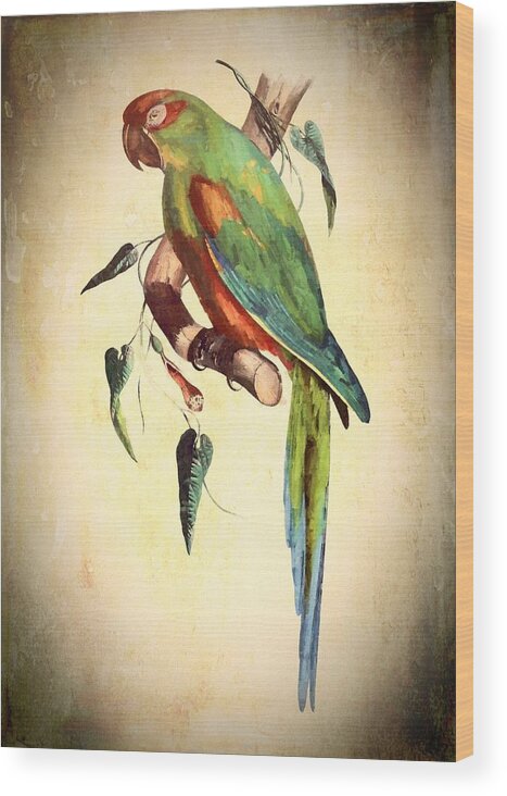 Bird Wood Print featuring the mixed media Parrot by Charmaine Zoe