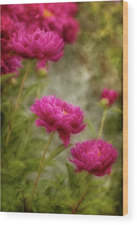 Pink Wood Print featuring the photograph Passion for Pink by Robin Webster