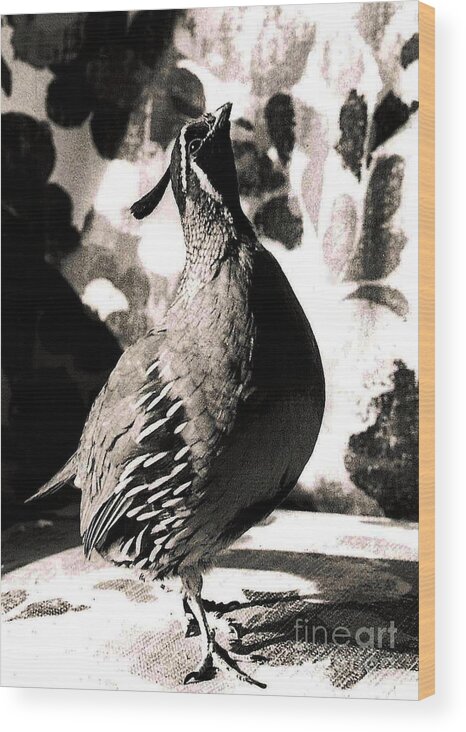 Nature Wood Print featuring the photograph Peepsight the Quail by Christopher Plummer
