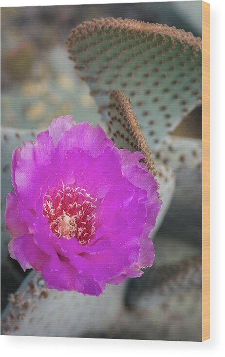 Pink Beavertail Cactus Wood Print featuring the photograph Pink Beavertail Cactus by Saija Lehtonen