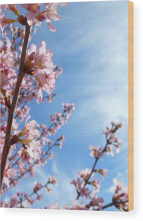 Pink Cherry Blossoms Wood Print featuring the photograph Pink Cherry Blossoms Branching Up To The Sky by Kristin Aquariann