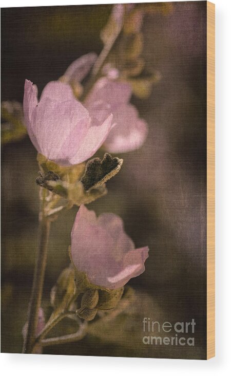 Globemallow Wood Print featuring the photograph Pink Globemallow Wildflowers by Tamara Becker