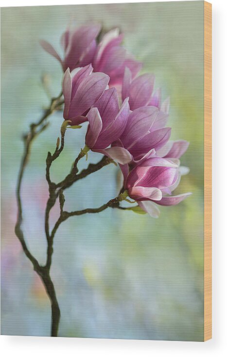 Magnolia Wood Print featuring the photograph Pink Soulange Magnolia by Jaroslaw Blaminsky