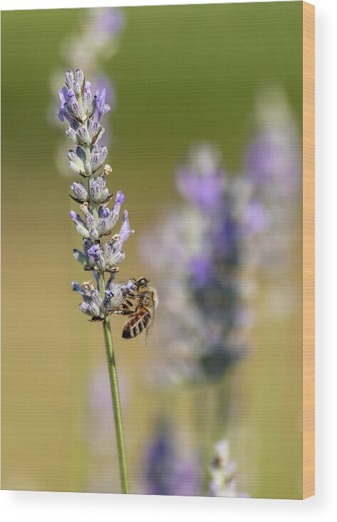 Lavender Wood Print featuring the photograph Pollinating by Rod Best