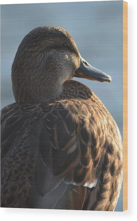 Mallard Wood Print featuring the photograph Pondering - Vertical by Richard Andrews