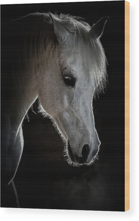 Horse Wood Print featuring the photograph Prince #1 by Athena Mckinzie