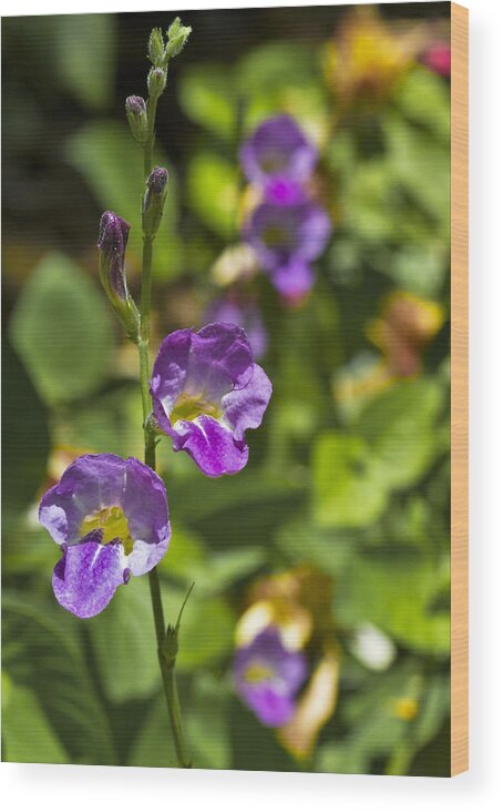 Stem Wood Print featuring the photograph Purple Flowers 2 by Bob Slitzan
