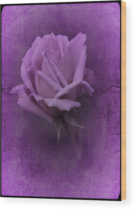 Purple Rose Wood Print featuring the photograph Purple Rose of November No. 2 by Richard Cummings