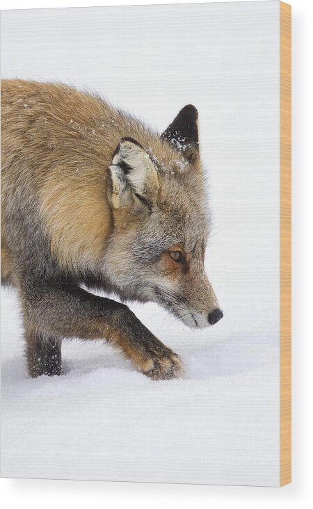 Cross Fox Wood Print featuring the photograph Silent Approach by Aaron Whittemore