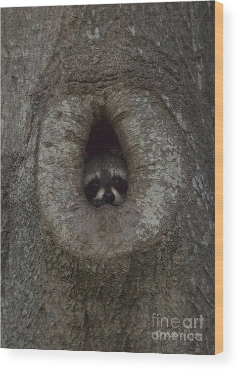 Seagull Wood Print featuring the photograph Raccoon in his Tree Hole by D Wallace