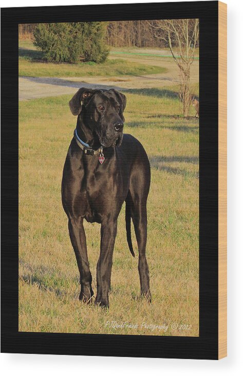 Great Dane Wood Print featuring the photograph 'Really Big Bigg of Crescent Farm' by PJQandFriends Photography
