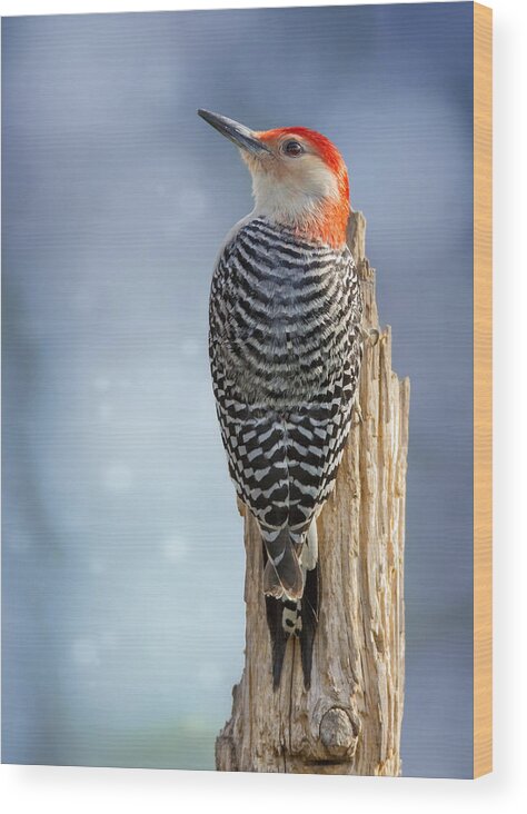 Red-bellied Woodpecker Wood Print featuring the photograph Red-Belly Back Profile by Bill and Linda Tiepelman