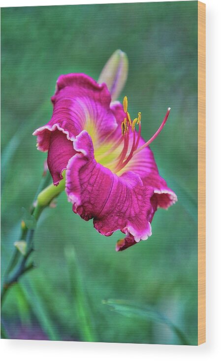 Flower Wood Print featuring the photograph Red by Ches Black