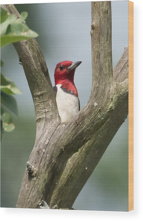 Red-headed Woodpecker Wood Print featuring the photograph Red-Headed Woodpecker by Holden The Moment