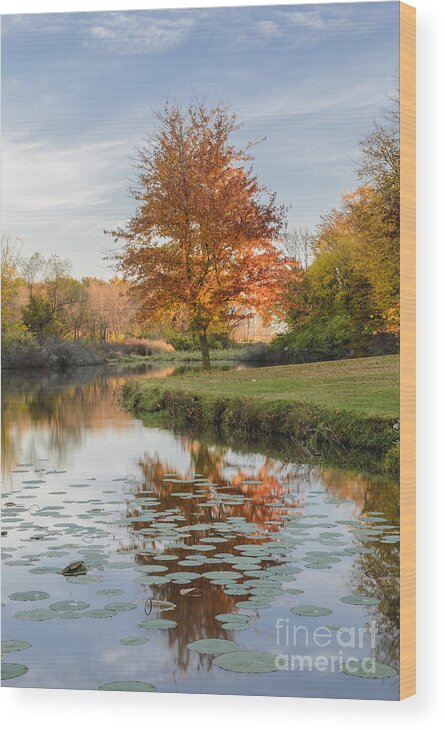 Red Maple Tree Wood Print featuring the photograph Red Maple Tree Reflection at Sunrise by Tamara Becker