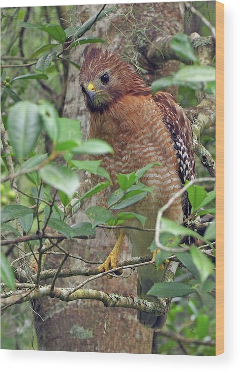 Raptor Wood Print featuring the photograph Red-shouldered Hawk by Farol Tomson