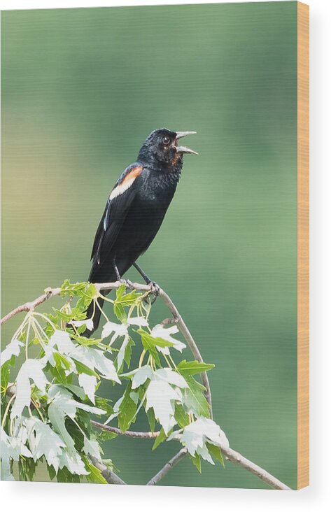 Red-winged Blackbird Wood Print featuring the photograph Red-Winged Blackbird by Holden The Moment
