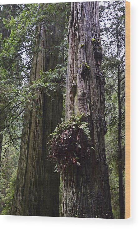 Prairie Creek Redwoods State Park Wood Print featuring the photograph Redwood Fern by Kellie Prowse