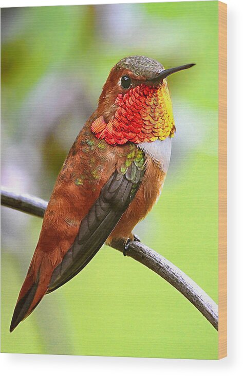 Rufous Hummingbird Wood Print featuring the photograph Reflecting by Carl Olsen
