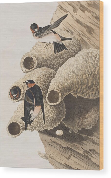 Republican Swallow Wood Print featuring the painting Republican or Cliff Swallow by John James Audubon