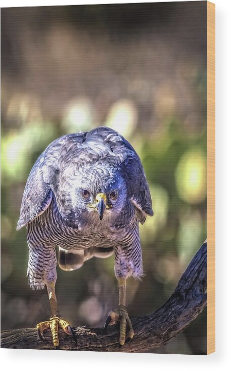 Peregrine Falcon Wood Print featuring the photograph Right At You by Mike Stephens