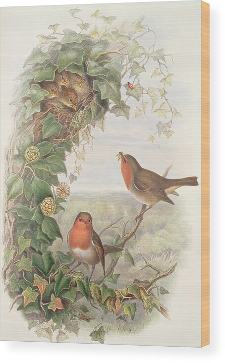 Robin Wood Print featuring the painting Robin by John Gould
