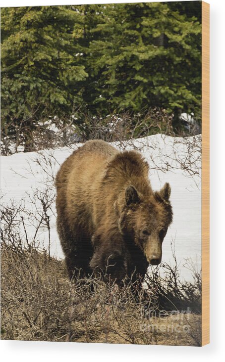 Bear Wood Print featuring the photograph Rockies Grizzly by Louise Magno