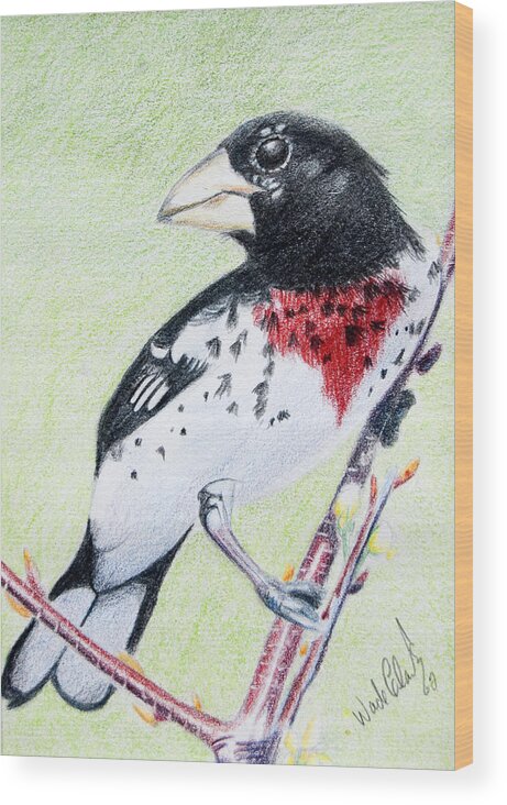 Color Pencil Wood Print featuring the painting Rose breasted grosbeak by Wade Clark