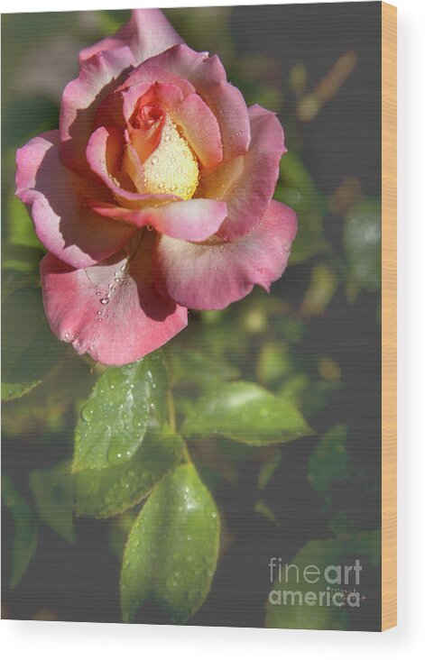Rose Number 24 Wood Print featuring the photograph Rose Number 24 by David Millenheft