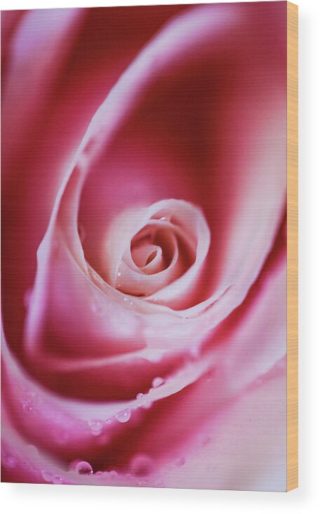 Love Wood Print featuring the photograph Rose Pink by Maggie Mccall