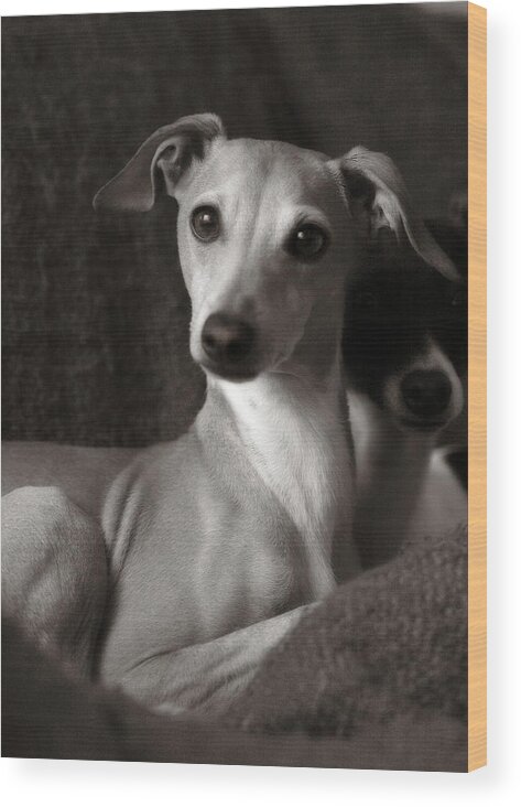 Adopt Wood Print featuring the photograph Say What Italian Greyhound by Angela Rath