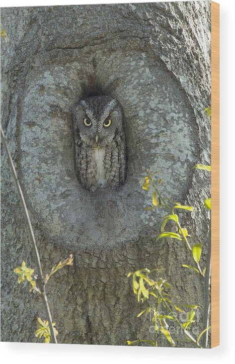 Seagull Wood Print featuring the photograph Screech Owl Stare Down by D Wallace
